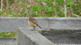 Perched Stejneger's stonechat
