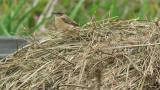 Stejneger's stonechat perched on grasses