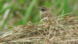 Stejneger's stonechat perched on grasses