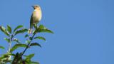 Perched Stejneger's stonechat and flight