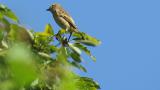 Perched Stejneger's stonechat and flight