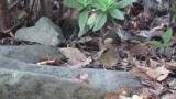 Asian Stubtail