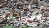 Asian Stubtail, foraging