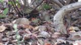Asian Stubtail, foraging