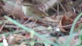 Asian Stubtail, foraging