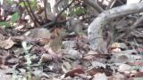 Asian Stubtail, foraging