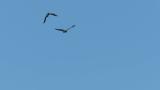 Northern Lapwings in flight