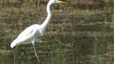 Walking Great Egret