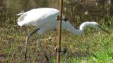 Foraging Great Egret