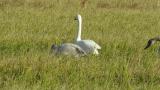Foraging Tundra Swans
