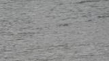 Brown Dipper, foraging
