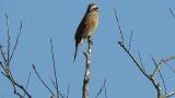 Perched Meadow Bunting
