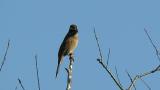 Perched Meadow Bunting, defecation