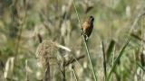 Perched Meadow Bunting