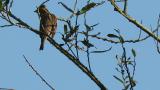 Rustic Bunting, preening
