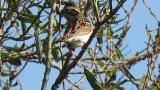 Perched Rustic Bunting