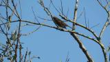Perched Rustic Bunting