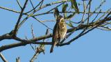 Perched Rustic Bunting