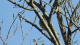 Black-faced Bunting