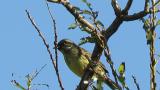 Black-faced Bunting