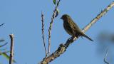 Black-faced Bunting