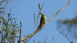 Black-faced Bunting