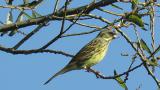 Black-faced Bunting