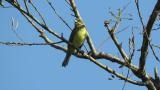 Black-faced Bunting