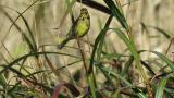 Black-faced Bunting