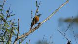 Calling male Daurian Redstart
