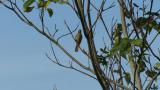Perched female Daurian Redstart