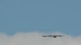 Western Osprey, hovering and flight