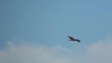 Western Osprey, hovering and flight