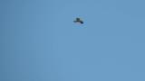 Western Osprey in flight