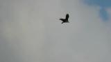 Western Osprey in flight