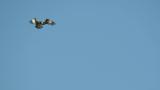 Western Osprey, hovering and flight
