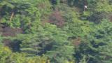 Western Osprey, hovering and flight