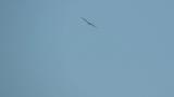Soaring Western Osprey