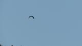 Western Osprey in flight