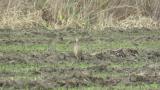Foraging female Green Pheasant