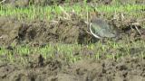 Northern Lapwing