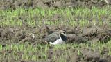 Northern Lapwing