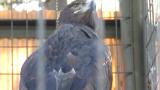 Portrait of Golden Eagle in Tennoji Zoo