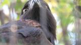 Portrait of Golden Eagle in Tennoji Zoo