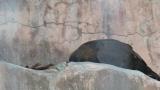 Golden Eagle in Tennoji Zoo.  Moving twigs (nesting material?)