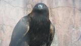 Golden Eagle in Tennoji Zoo.  Somewhat in alert posture.