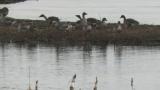 Taiga Bean Geese