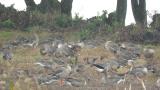 Taiga Bean Geese