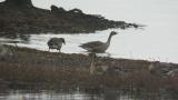 Taiga Bean Geese
