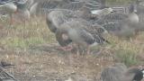 Taiga Bean Geese, preening